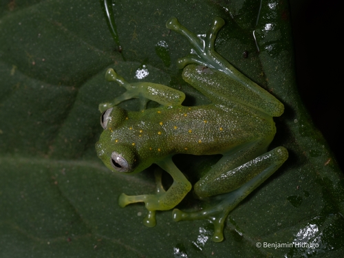 Siren Glassfrog, Nymphargus siren