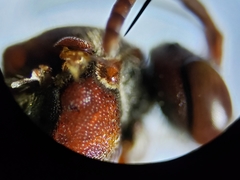 Nomada rubicunda