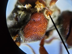 Nomada rubicunda