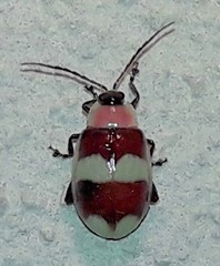 Asphaera semifulva