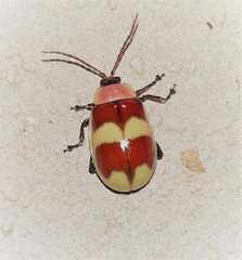 Asphaera semifulva