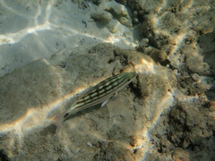 Lutjanus decussatus
