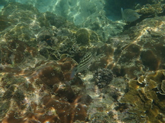 Lutjanus decussatus