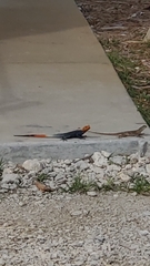 Agama picticauda