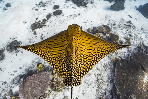 Sierlijke arendsrog (Aetomylaeus vespertilio) — Myliobatidae — 4