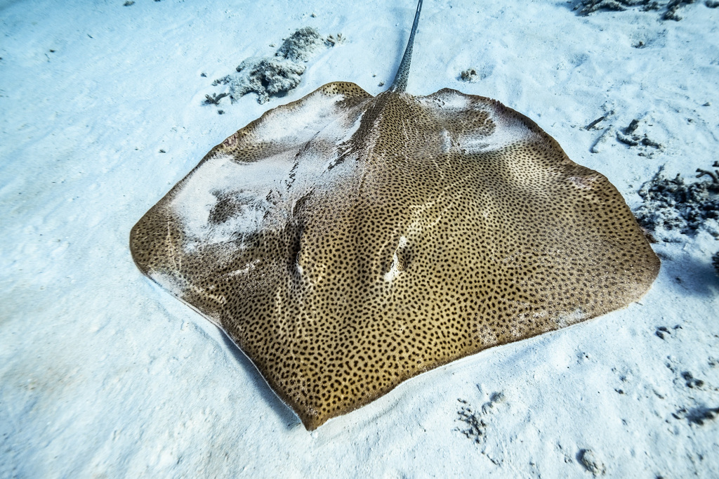 Blackspotted whipray (Maculabatis toshi) — Dasyatidae