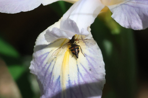 Unknown species found near Marin County, CA, USA