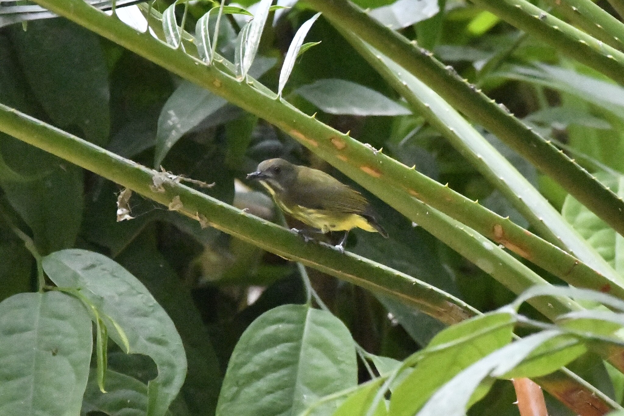 Yellow-breasted Flowerpecker (Prionochilus maculatus), photo 10