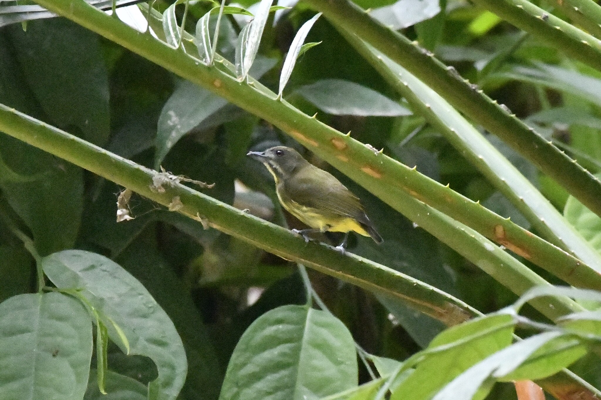 Yellow-breasted Flowerpecker (Prionochilus maculatus), photo 4
