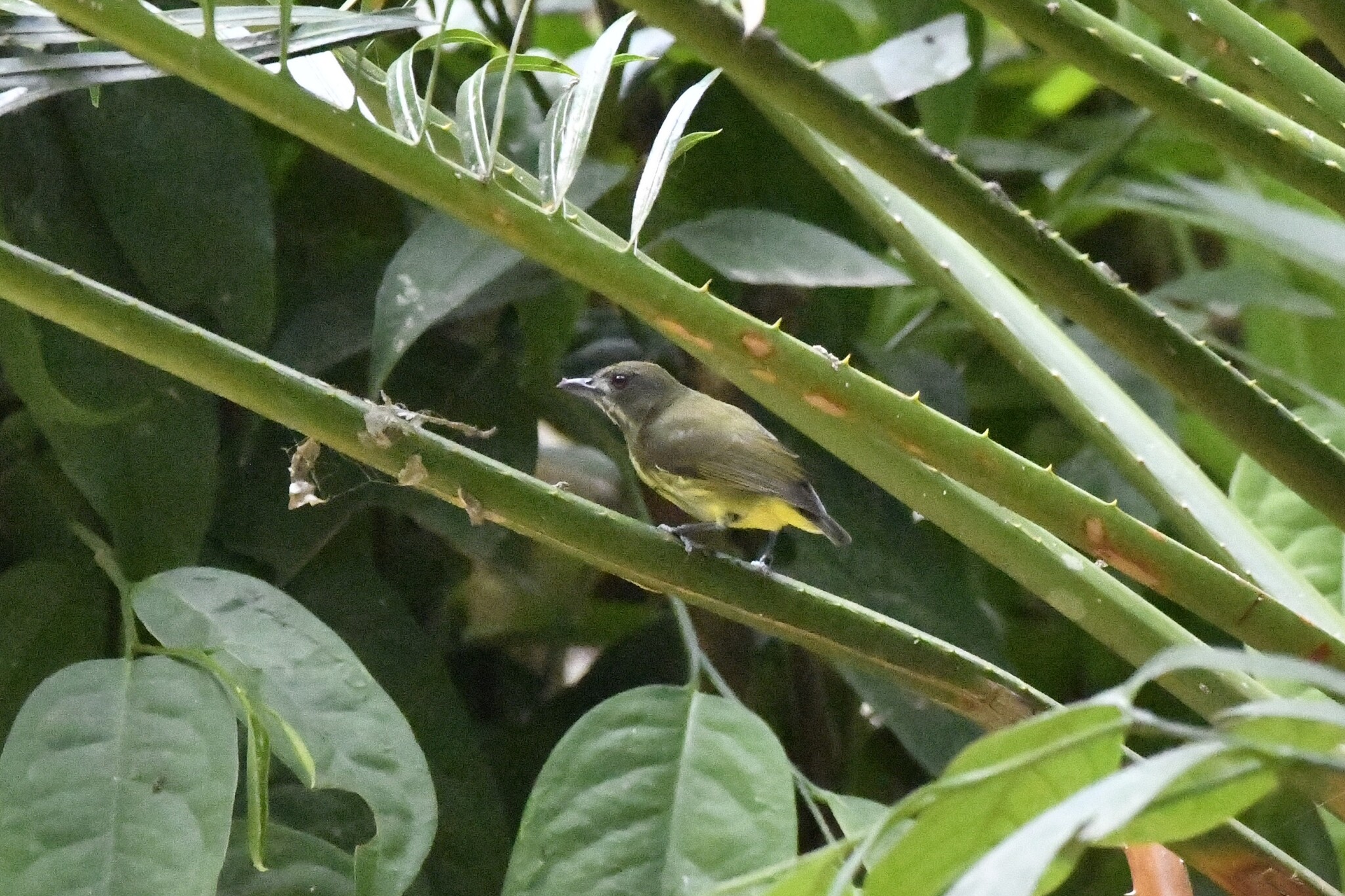 Yellow-breasted Flowerpecker (Prionochilus maculatus), photo 3