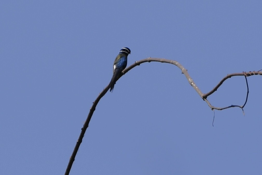 Whiskered Treeswift (Hemiprocne comata), photo 10