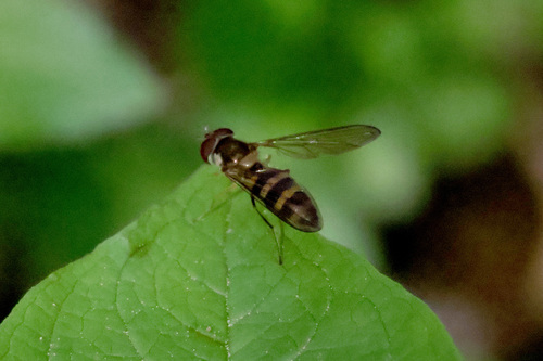 Unknown species found near Marin County, CA, USA