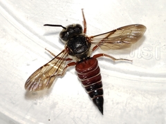 Coelioxys slossoni