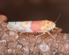 Eratoneura osborni