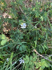 Aquilegia coerulea