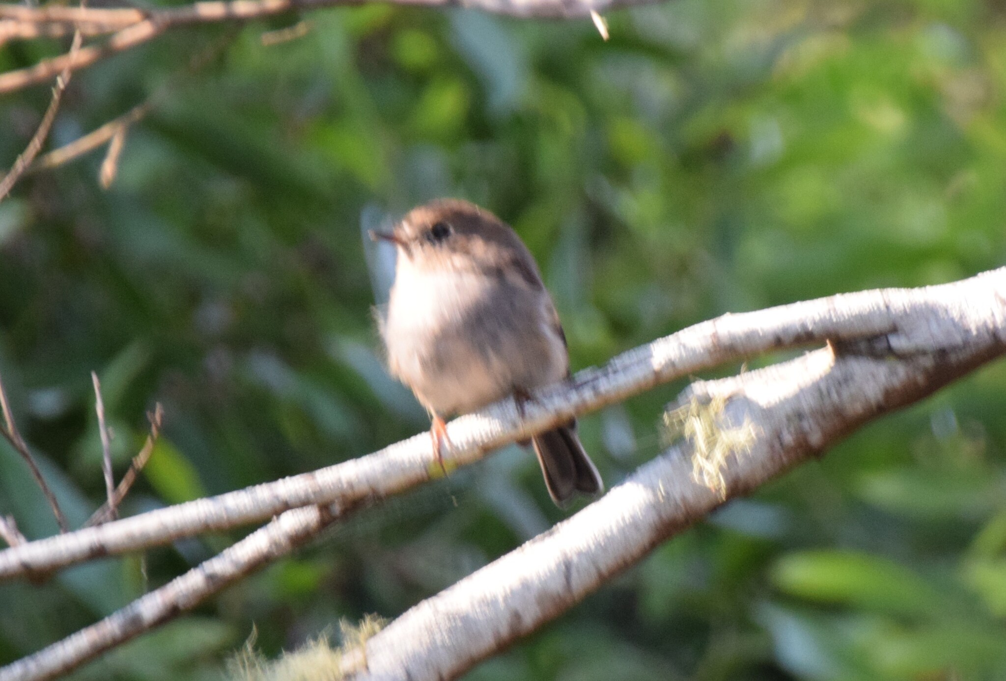 Pink Robin (Petroica rodinogaster), photo 3