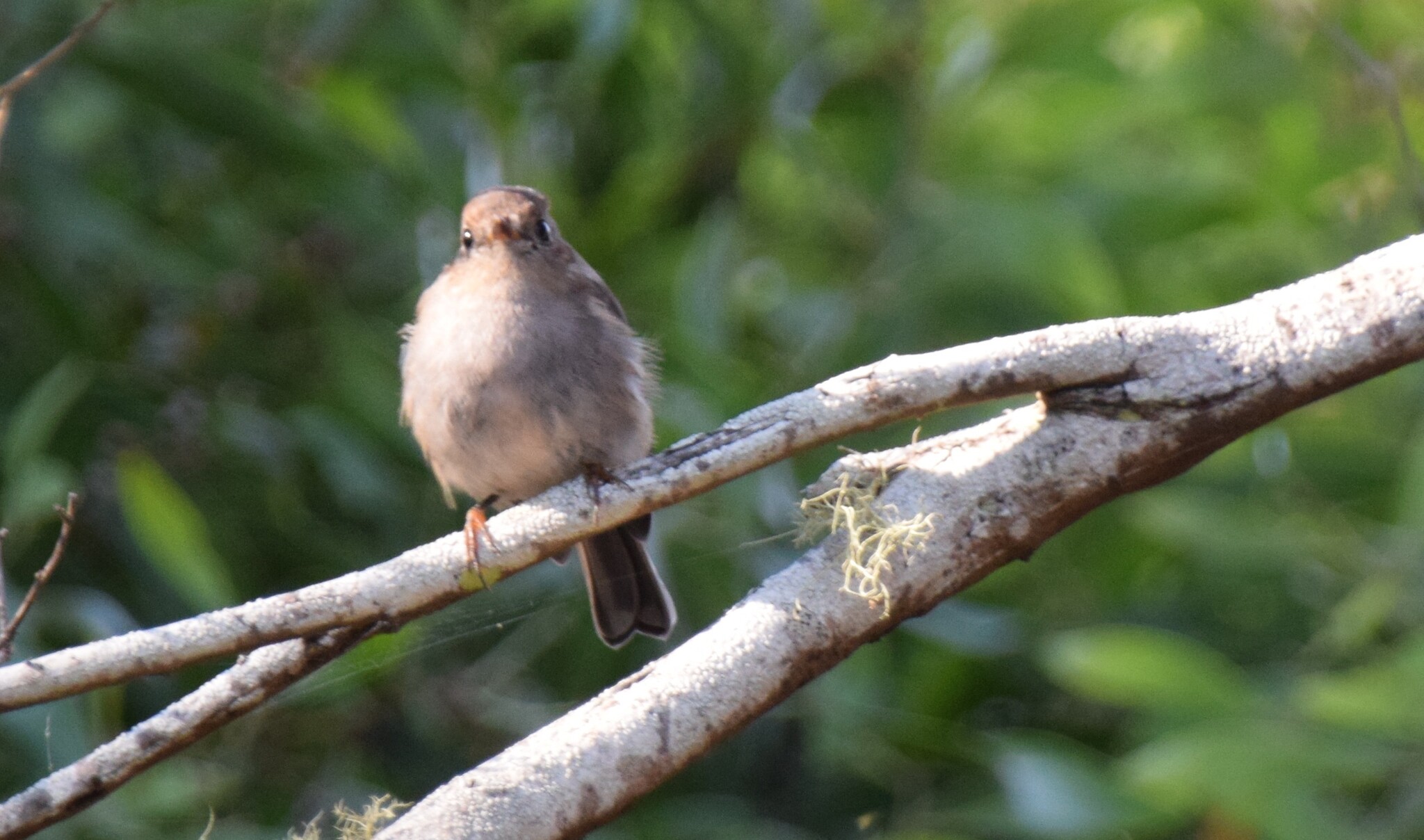 Pink Robin (Petroica rodinogaster), photo 1