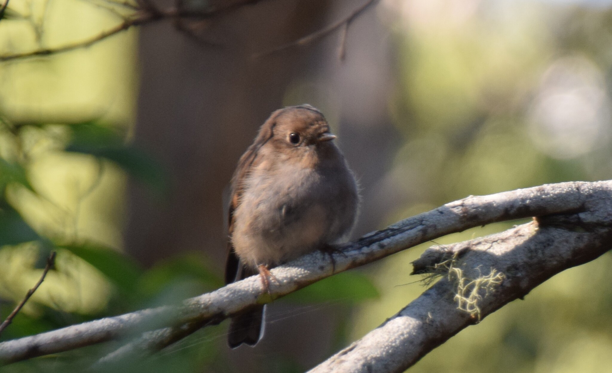 Pink Robin (Petroica rodinogaster), photo 2