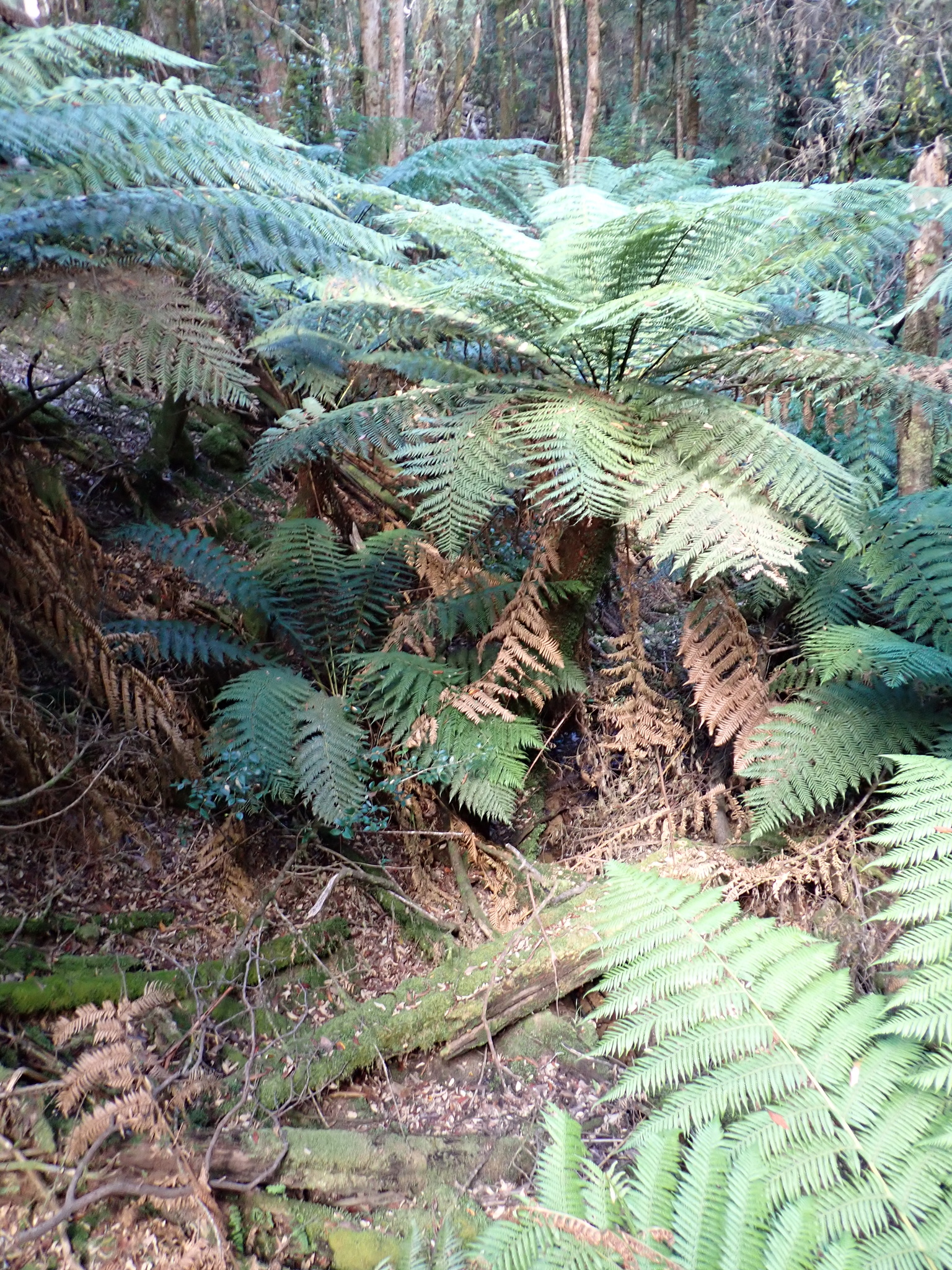 Soft Tree-Fern (Dicksonia antarctica)