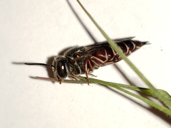 Coelioxys slossoni
