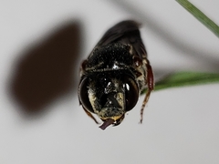Coelioxys slossoni