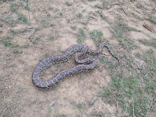 Burmese Python