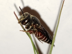 Coelioxys slossoni