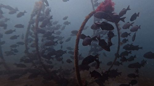 Blue seaperch (Embiotoca lateralis) — Embiotocidae