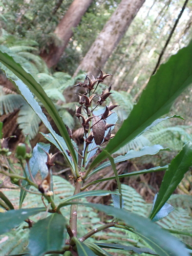 Tasmanian laurel (Anopterus glandulosus)