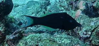 Gomphosus caeruleus