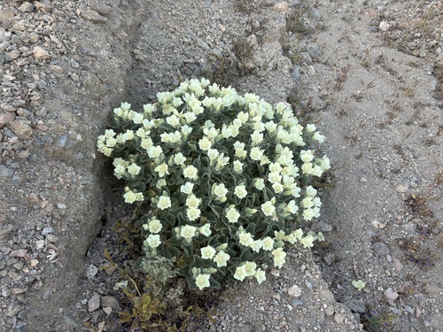 Desert stingbush (Eucnide urens)