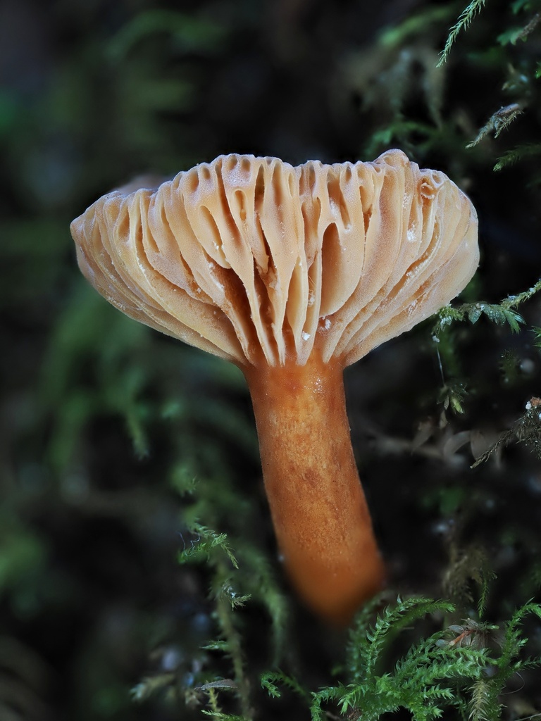 Lactarius rubidus · March 2026 · photo: © alan_rockefeller (iNaturalist, cc-by-sa)