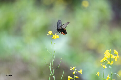 Spangle Swallowtail