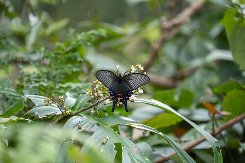 Chinese Peacock Swallowtail