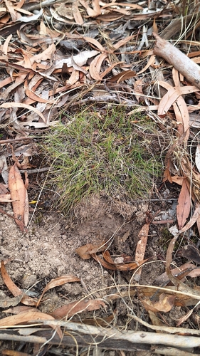 matted bog-rush (Schoenus breviculmis)