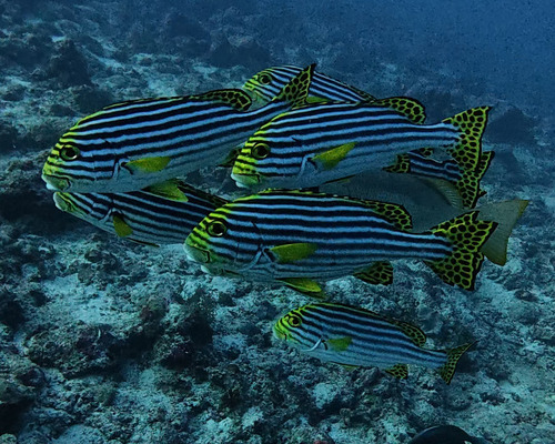 Plectorhinchus vittatus