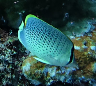 Chaetodon guttatissimus