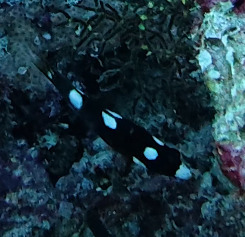 Bodianus axillaris