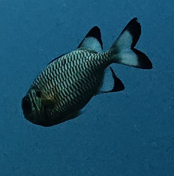 Myripristis adusta