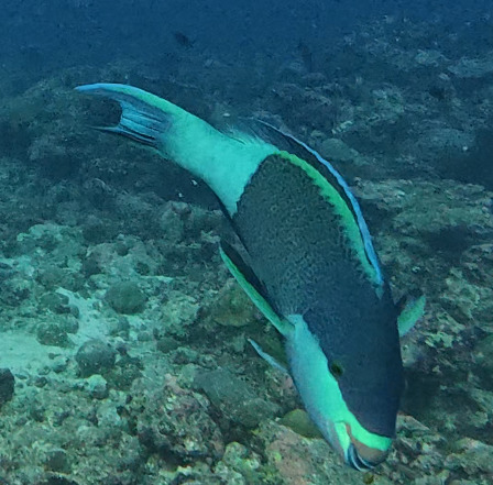 Scarus frenatus