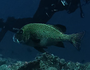 Plectorhinchus chaetodonoides