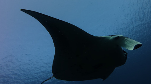 Mobula alfredi