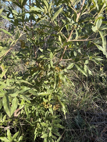 Pipestem Fingerleaf (Vitex rehmannii)