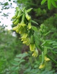 Astragalus frigidus