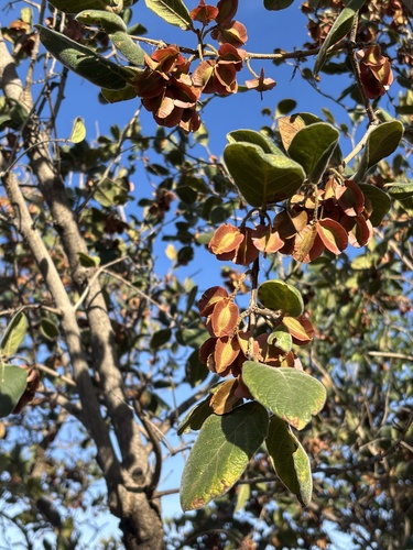 Velvet Bushwillow (Combretum molle)