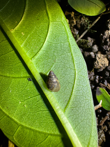 Auriculella diaphana observed 2026-03-24
