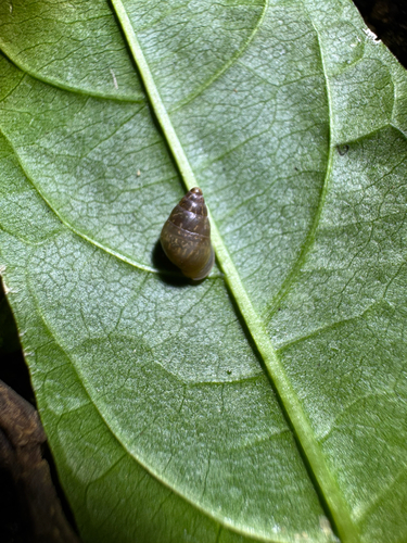 Auriculella diaphana observed 2026-03-24