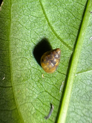 Auriculella diaphana observed 2026-03-24