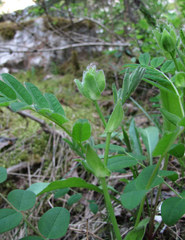 Astragalus frigidus