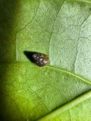 Auriculella diaphana observed 2026-03-24